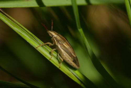 Réf. 181 279 : Aelia acuminata